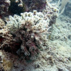 2019.09.05-08 Cap d'Agde / Thau 2019 (Daniel)