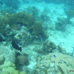 2018.05.12-21 Guadeloupe (Pascal)