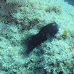 2019.09.05-08 Cap d'Agde / Thau 2019 (Vanessa)