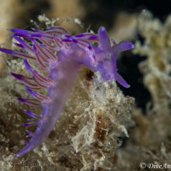 2019.09.05-08 Cap d'Agde / Thau 2019 (Yves)